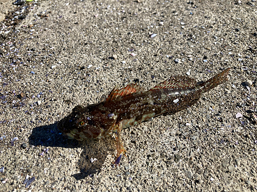 アナハゼの釣果