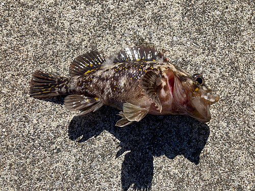 オウゴンムラソイの釣果