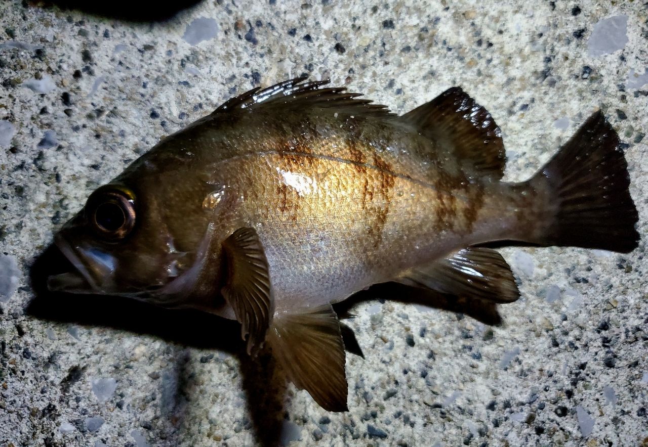 メバル
