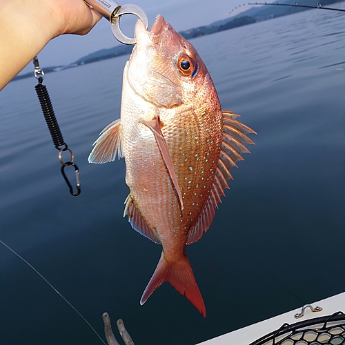 マダイの釣果