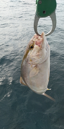 ネリゴの釣果