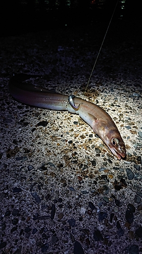 アナゴの釣果