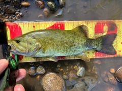 スモールマウスバスの釣果