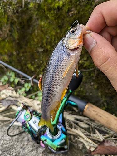 カワムツの釣果