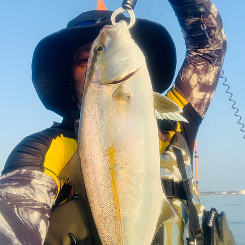 カンパチの釣果