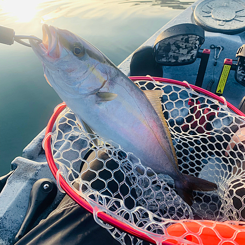 カンパチの釣果