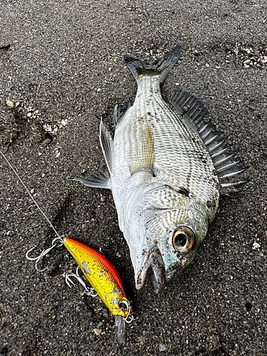 キビレの釣果