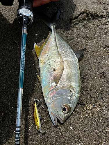 メッキの釣果