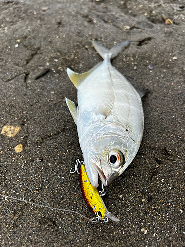 メッキの釣果