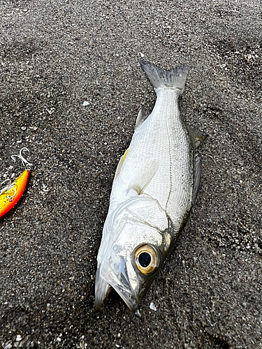 ヒラスズキの釣果