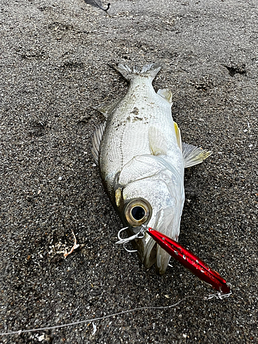 ヒラスズキの釣果