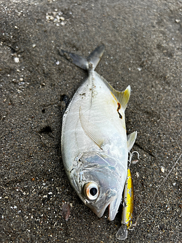 メッキの釣果