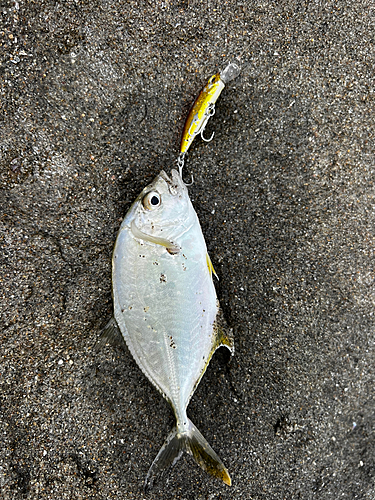 メッキの釣果