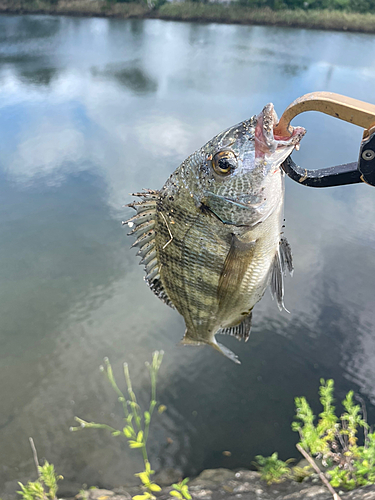 メイタの釣果