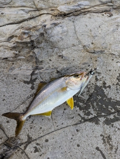 ショゴの釣果