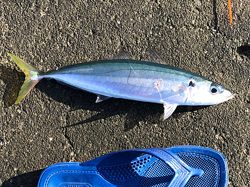 ムロアジの釣果