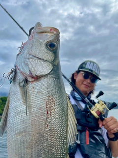 ヒラスズキの釣果