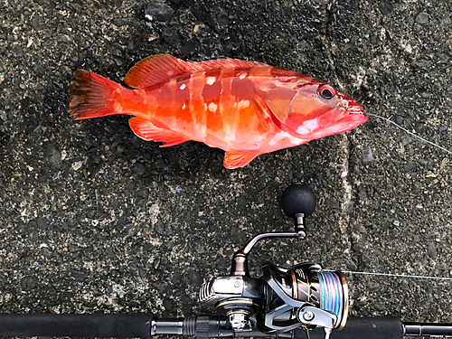 アカハタの釣果