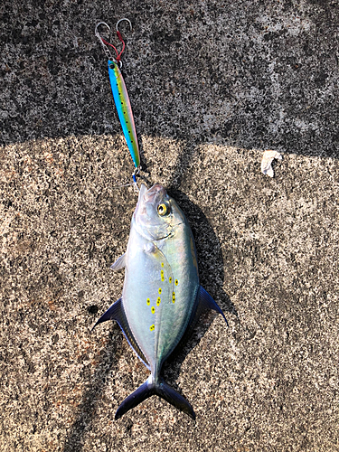 ナンヨウカイワリの釣果