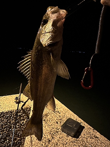 シーバスの釣果