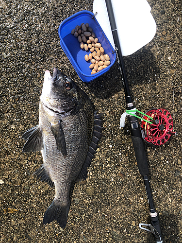 チヌの釣果