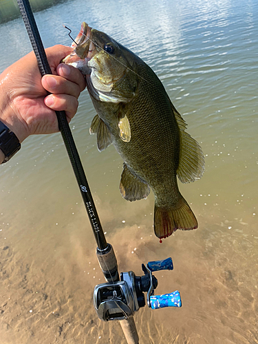 スモールマウスバスの釣果