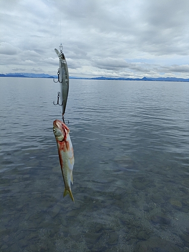 ケタバスの釣果