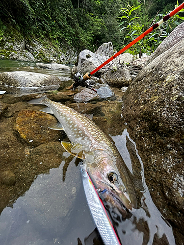 アメマスの釣果