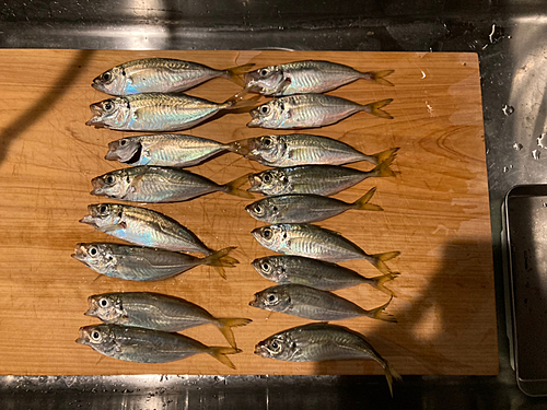 アジの釣果