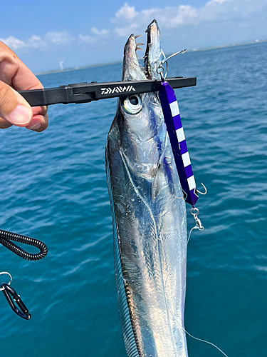 タチウオの釣果