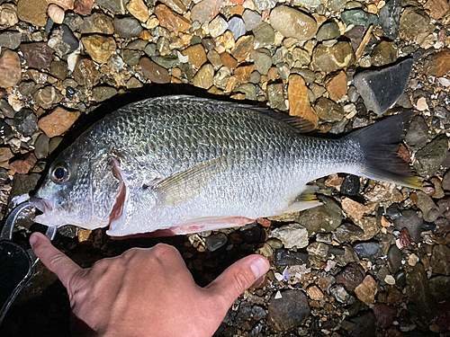 キビレの釣果