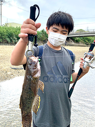 ホシマダラハゼの釣果