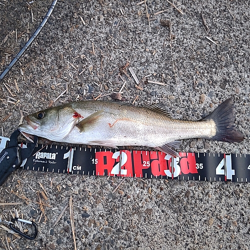 フッコ（マルスズキ）の釣果