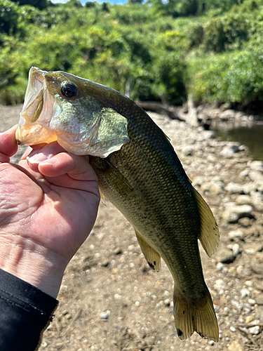 ラージマウスバスの釣果