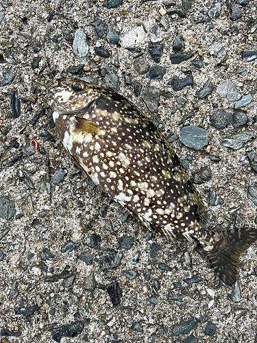 アイゴの釣果