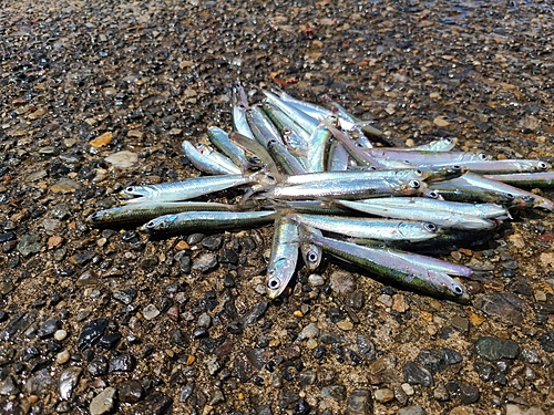 カタクチイワシの釣果