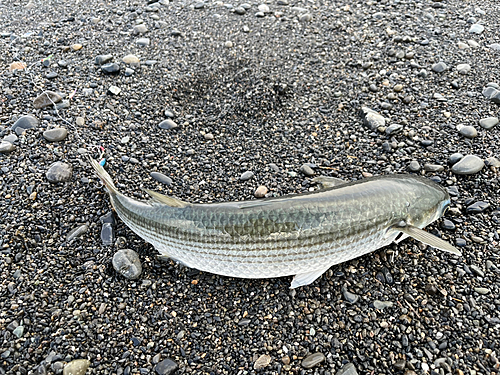 ボラの釣果