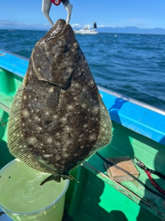 ヒラメの釣果