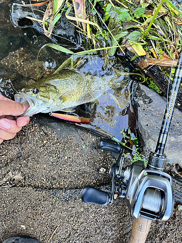 スモールマウスバスの釣果