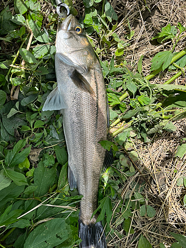 スズキの釣果