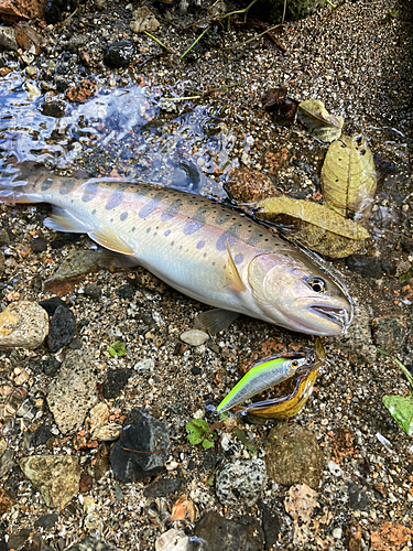 ヤマメの釣果