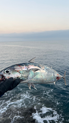 ソウダガツオの釣果