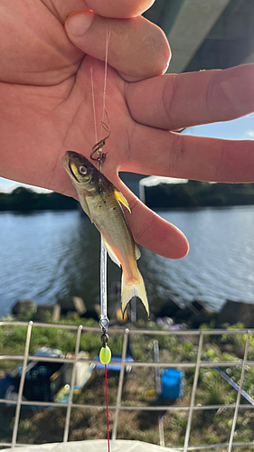 アメリカナマズの釣果