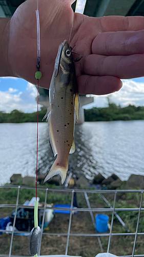 アメリカナマズの釣果