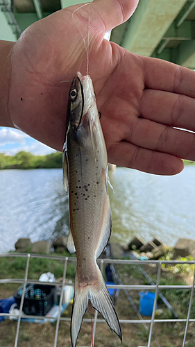 アメリカナマズの釣果