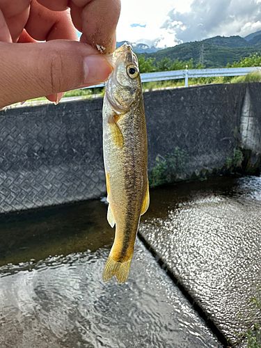 アブラハヤの釣果