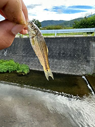 モロコの釣果