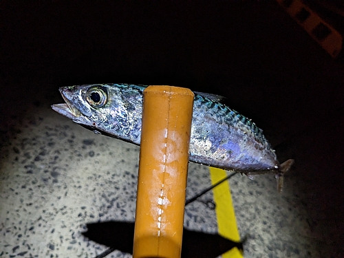 サバの釣果