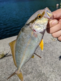 ショゴの釣果