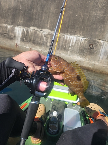 キジハタの釣果